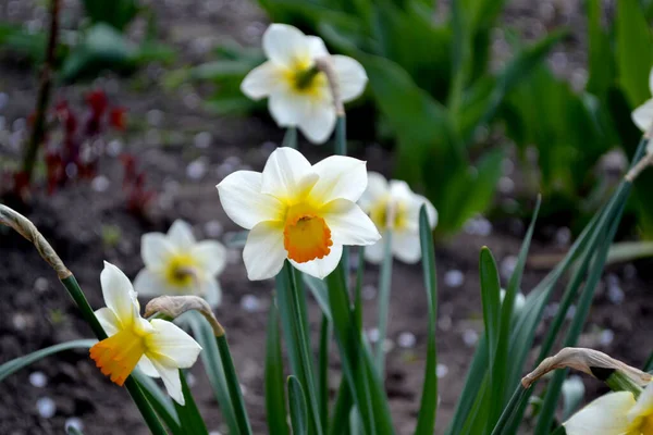 Narcissus. Doğanın güzel arka planı. Nergis çiçeği. Zarif sarı çiçekler, daimi.