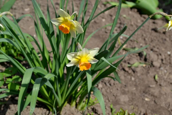 Żonkil Narcyz Piękny Kwiat Tło Natury Delikatne Żółte Kwiaty — Zdjęcie stockowe