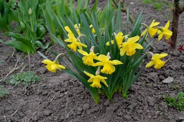 Żonkil Narcyz Piękny Kwiat Abstrakcyjne Tło Natury Wiosną Delikatne Żółte — Zdjęcie stockowe