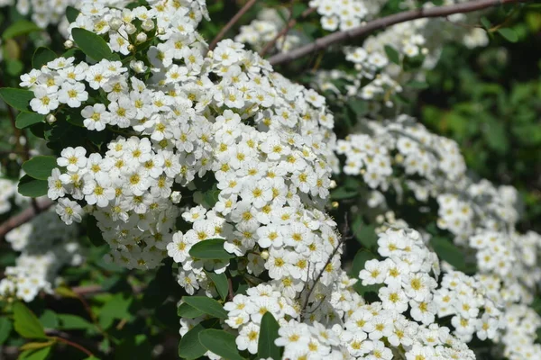 Spirea Wangutta Spiraea Vanhouttei Hermosa Flor Abstracta Fondo Naturaleza Paisaje —  Fotos de Stock