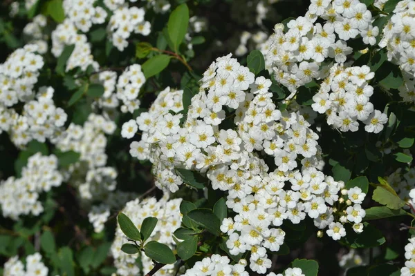 Spirea Wangutta Spiraea Vanhouttei Hermosa Flor Abstracta Fondo Naturaleza Paisaje — Foto de Stock