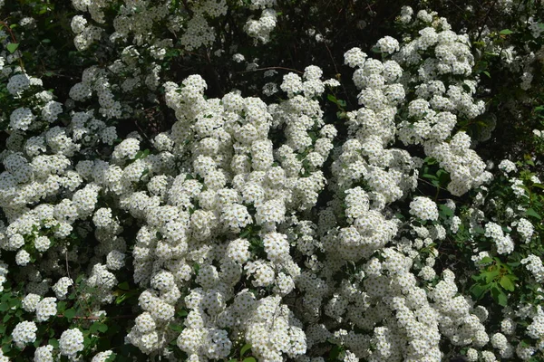 Spirea Wangutta Mooie Bloem Abstracte Achtergrond Van Natuur Voorjaarslandschap Floricultuur — Stockfoto