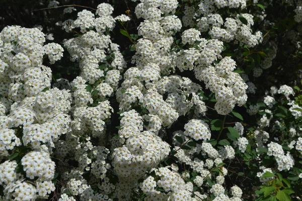 Spirea Wangutta Hermosa Flor Abstracta Fondo Naturaleza Paisaje Primavera Floricultura —  Fotos de Stock