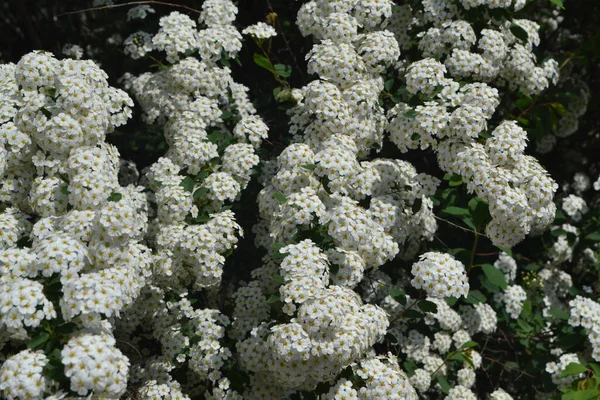 Spirea Wangutta Hermosa Flor Abstracta Fondo Naturaleza Paisaje Primavera Floricultura —  Fotos de Stock