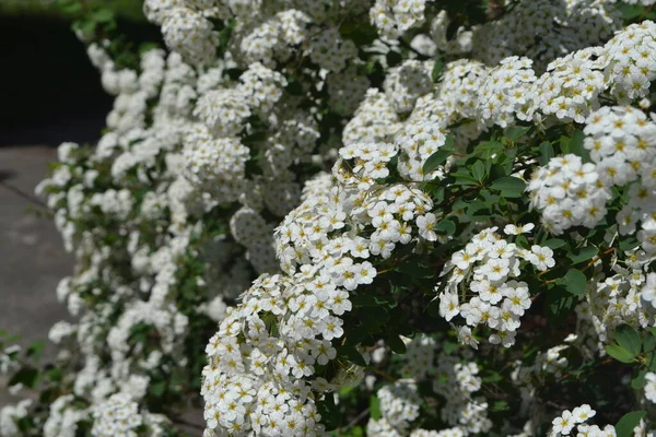 Spirea Wangutta Beautiful Flower Abstract Background Nature Spiraea Vanhouttei Spring — Stock Photo, Image