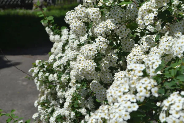 Spirea Wangutta 美丽的花朵是大自然的抽象背景 Spiraea Vanhouttei 春天的风景 花卉栽培 家庭花坛 精致的白花 多年生植物 — 图库照片