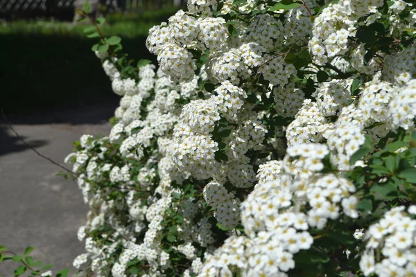 Spirea Wangutta Piękny Kwiat Abstrakcyjne Tło Natury Spiraea Vanhouttei Wiosenny — Zdjęcie stockowe