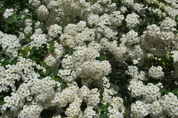 Spirea Wangutta 美丽的花朵是大自然的抽象背景 Spiraea Vanhouttei 春天的风景 花卉栽培 家庭花坛 精致的白花 多年生植物 — 图库照片
