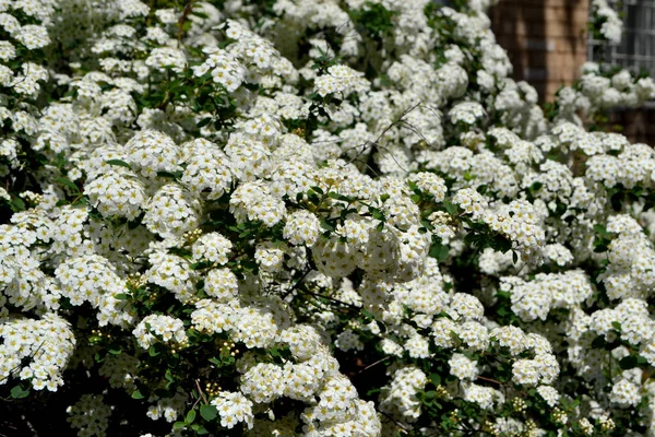 Spiraea Vanhouttei Mooie Bloem Abstracte Achtergrond Van Natuur Voorjaarslandschap Spirea — Stockfoto