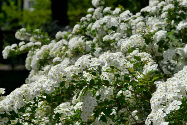 Spiraea Vanhoutcamp Красивый Цветок Абстрактный Фон Природы Весенний Пейзаж Спиреа — стоковое фото
