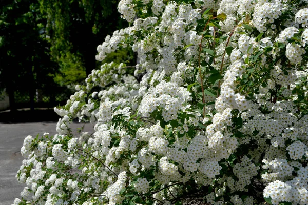 Spiraea Vanhouttei Bela Flor Fundo Abstrato Natureza Spirea Wangutta Paisagem — Fotografia de Stock