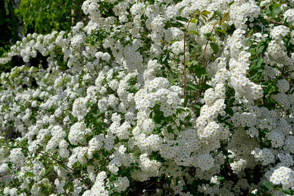 Spiraea Vanhouttei Schöne Blume Abstrakten Hintergrund Der Natur Spirea Wangutta — Stockfoto