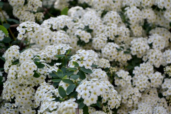 Spirea Wangutta Spiraea Vanhouttei Bela Flor Fundo Abstrato Natureza Paisagem — Fotografia de Stock