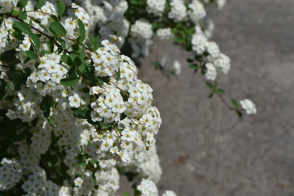 スピレア ワンガッタ 自然の美しい花の抽象的な背景 春の風景 花の咲く家だ スピレア ヴァノフテイ 繊細な白い花 — ストック写真