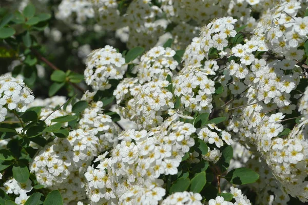 Spirea Wangutta Vagyok Gyönyörű Virág Elvont Háttér Természet Spiraea Vanhouttei — Stock Fotó