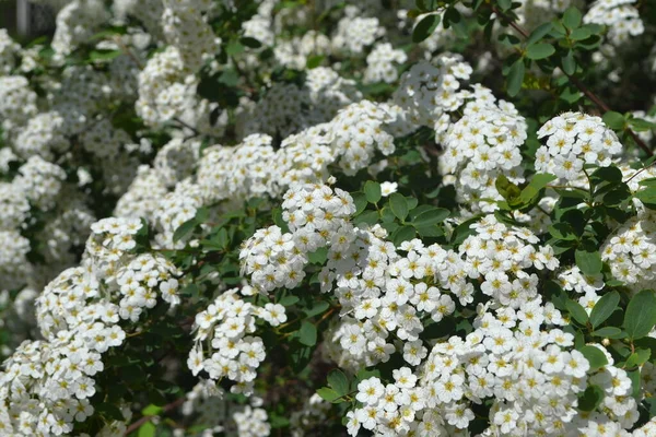 Spirea Wangutta Piękny Kwiat Abstrakcyjne Tło Natury Spiraea Vanhouttei Wiosenny — Zdjęcie stockowe