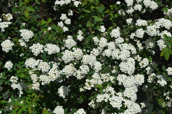 スピレア ヴァノフテイ スピレア ワンガッタ 自然の美しい花の抽象的な背景 繊細な白い花 — ストック写真