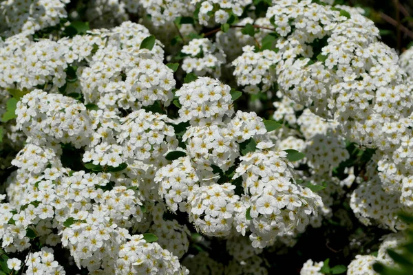 Spiraea Vanhouttei Hermoso Fondo Flores Naturaleza Spirea Wangutta Delicadas Flores —  Fotos de Stock