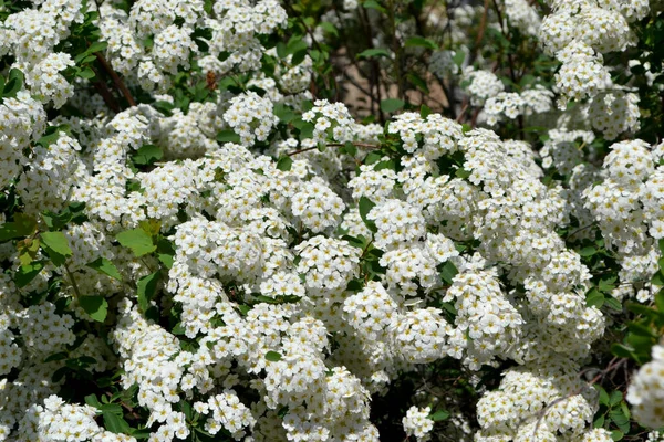 Spiraea Vanhouttei 美丽的花朵是大自然的抽象背景 Spirea Wangutta 春天的风景 花卉栽培 精致的白花 — 图库照片