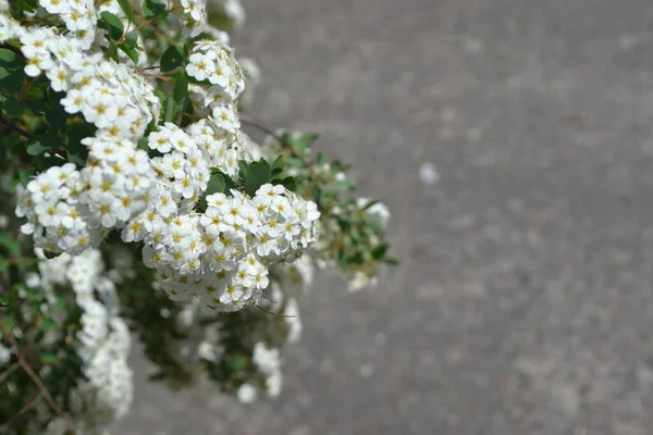 Spirea Wangutta Piękny Kwiat Abstrakcyjne Tło Natury Wiosenny Krajobraz Kwiaciarnia — Zdjęcie stockowe