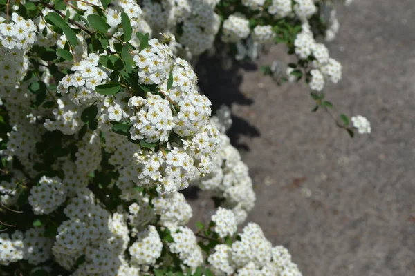 Spirea Wangutta 美丽的花朵是大自然的抽象背景 春天的风景 花卉栽培 家庭花坛 Spiraea Vanhouttei 精致的白花 — 图库照片