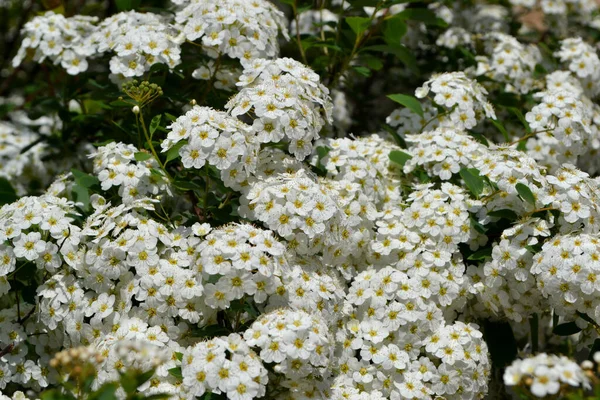 Spirea Wangutta 美丽的自然花朵背景 精致的白花Spiraea Vanhouttei — 图库照片