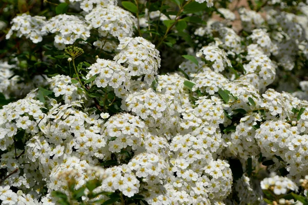 Spirea Wangutta Schöner Hintergrund Der Natur Zarte Weiße Blüten Spiraea — Stockfoto