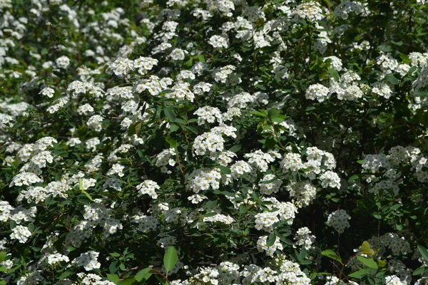 スピレア ヴァノフテイ スピレア ワンガッタ 自然の美しい花の抽象的な背景 春の風景 家庭用花壇 繊細な白い花 — ストック写真