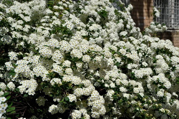 スピレア ヴァノフテイ 自然の美しい花の抽象的な背景 春の風景 スピレア ワンガッタ 家庭用花壇 繊細な白い花 — ストック写真