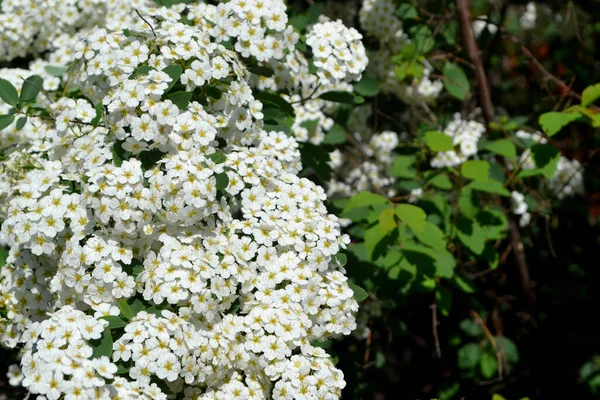 Spiraea Vanhouttei Piękny Kwiat Abstrakcyjne Tło Natury Wiosenny Krajobraz Spirea — Zdjęcie stockowe