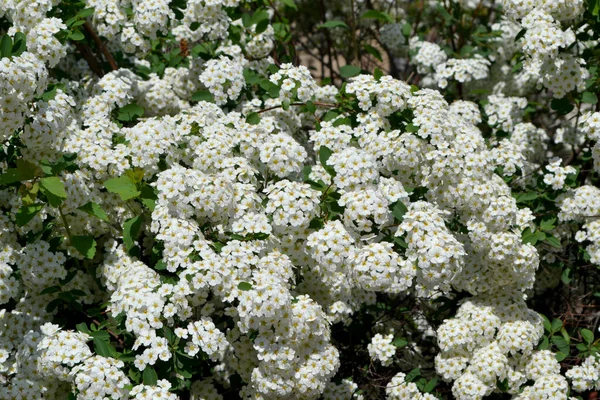 Spiraea Vanhoutcamp Красивый Цветок Абстрактный Фон Природы Спиреа Вангутта Весенний — стоковое фото