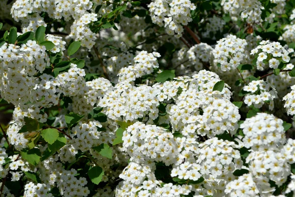 Spiraea Vanhoutcamp Красивый Цветок Абстрактный Фон Природы Спиреа Вангутта Весенний — стоковое фото