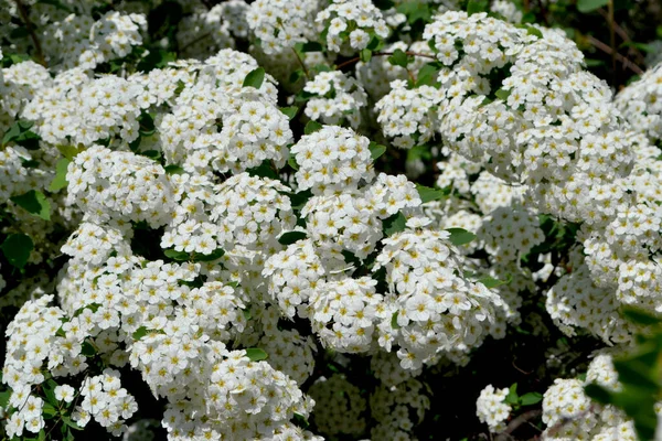 Spiraea Vanhouttei Hermosa Flor Abstracta Fondo Naturaleza Spirea Wangutta Delicadas — Foto de Stock