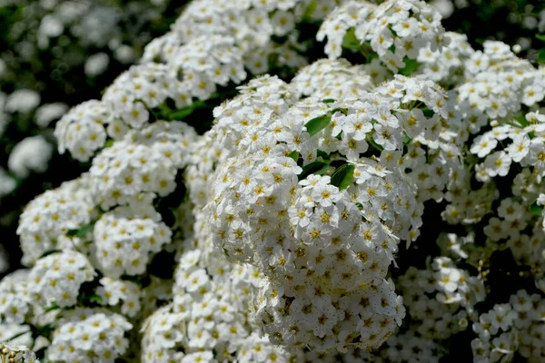 Delicate White Flowers Spirea Wangutta Beautiful Background Nature Spiraea Vanhouttei — Stock Photo, Image