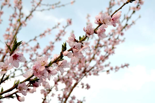 Peach Tree Prunus Persica Beautiful Floral Spring Abstract Background Nature — Stock Photo, Image