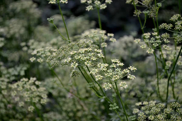 Petroselinum Crispum Herbe Bisannuelle Persil Beau Fond Abstrait Base Plantes — Photo