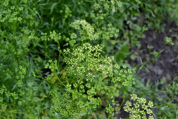 Petroselinum Crispum Двухгодичная Трава Петрушка Красивый Травяной Абстрактный Фон Природы — стоковое фото