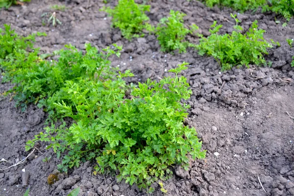 Petroselinum Crispum Tweejaarlijks Kruid Prachtige Kruiden Abstracte Achtergrond Van Natuur — Stockfoto