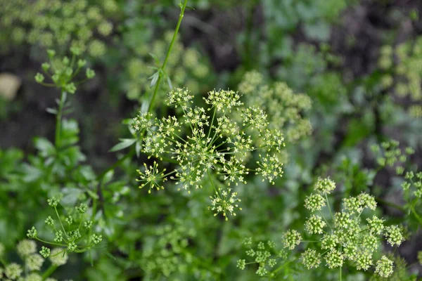 Petroselinum Crispum Herbe Bisannuelle Beau Fond Abstrait Base Plantes Nature — Photo