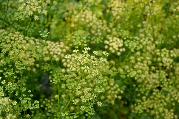 美丽的草本抽象的自然背景 油菜籽脆 双年生草本植物 春天的风景 流行的烹调调味料 家庭工厂 — 图库照片