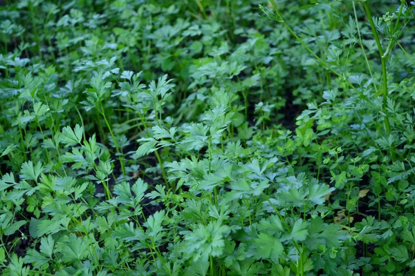 Petroselinum Crispum Дворічна Трава Парслі Прекрасне Рослинне Абстрактне Тло Природи — стокове фото