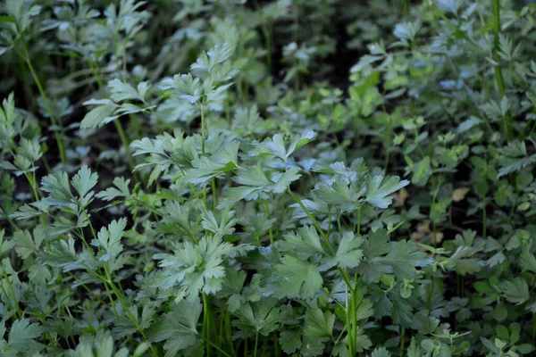 Petroselinum Crispum Двухгодичная Трава Петрушка Красивый Травяной Абстрактный Фон Природы — стоковое фото