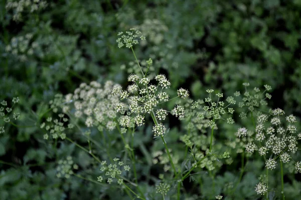 Petroselinum Crispum Двухгодичная Трава Петрушка Красивый Травяной Абстрактный Фон Природы — стоковое фото