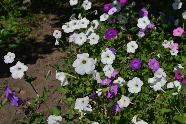 Petunia Blomma Blooming Petunia Hybrid Vacker Blomma Abstrakt Bakgrund Naturen — Stockfoto