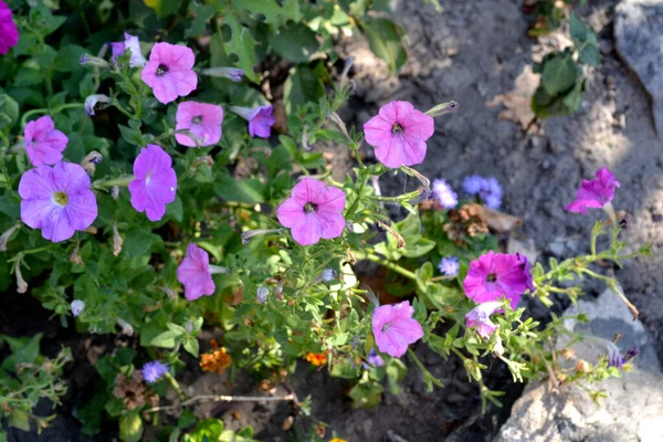 Delicate flowers, perennial plant. Petunia flower. Blooming petunia hybrid. Beautiful flower abstract background of nature. Summer landscape. Floriculture, home flower bed