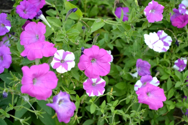 ペチュニア ハイブリッドを開花させる ペチュニアの花 自然の美しい花の抽象的な背景 夏の風景 家庭用花壇 繊細な花 多年生植物 — ストック写真