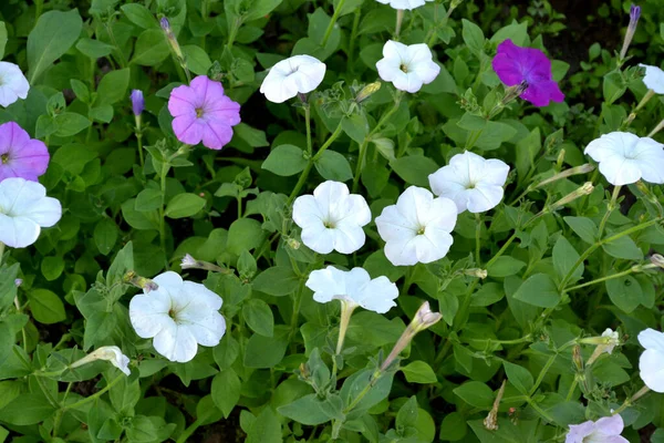 Petunia Blomma Blooming Petunia Hybrid Vacker Blomma Bakgrund Naturen — Stockfoto