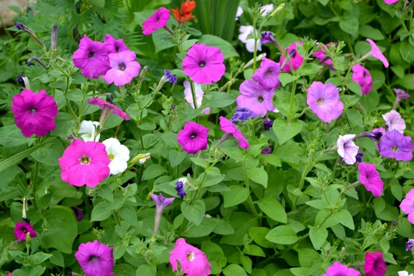 Blooming Petunia Hybrid Petunia Blomma Vacker Blomma Bakgrund Naturen — Stockfoto