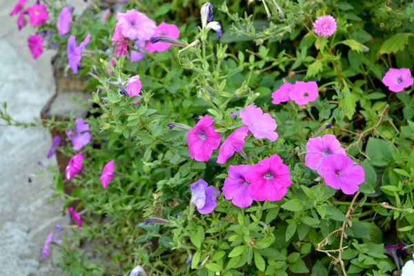 Blooming Petunia Hybrid Petunia Blomma Vacker Blomma Abstrakt Bakgrund Naturen — Stockfoto