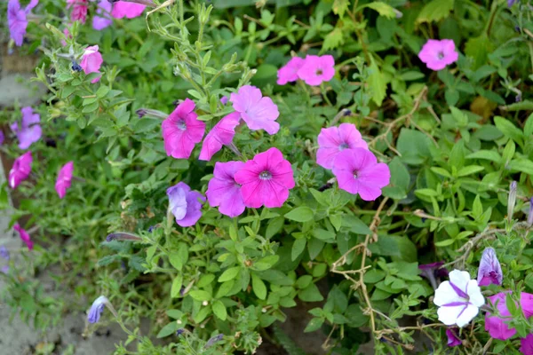 Blooming Petunia Hybrid Petunia Blomma Vacker Blomma Abstrakt Bakgrund Naturen — Stockfoto